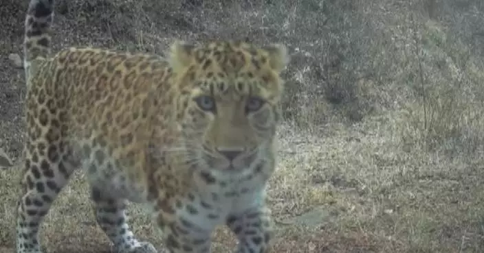 Rare North China leopards frequently spotted in Shanxi Province