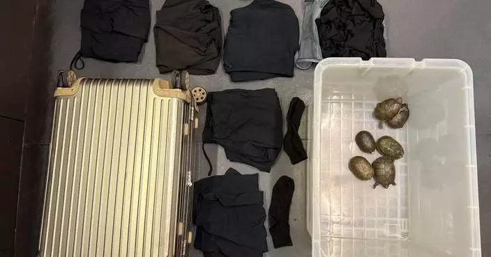 Customs Seize $1.2 Million Worth of Critically Endangered Turtles at Hong Kong Airport, Passenger Arrested.