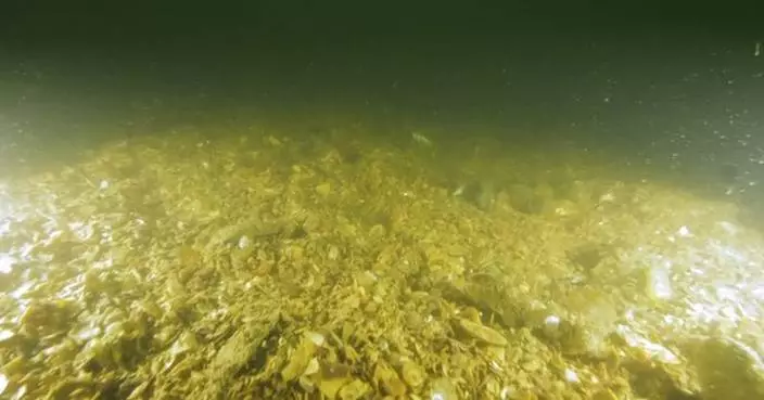 Urgent Call for Marine Protection: The Nature Conservancy Urges Stronger Safeguards and Restoration of Hong Kong's Endangered Oyster Reefs in Upcoming Biodiversity Policy Update