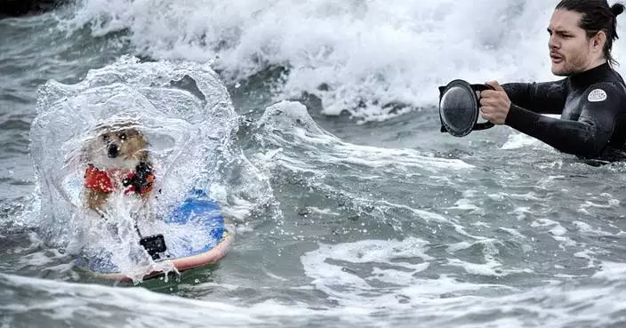 Photos of top surfing dogs catching waves at Huntington Beach