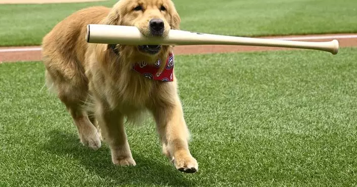 Nationals&#8217; bat-retrieving dog Bruce laps up pregame attention, makes MLB debut