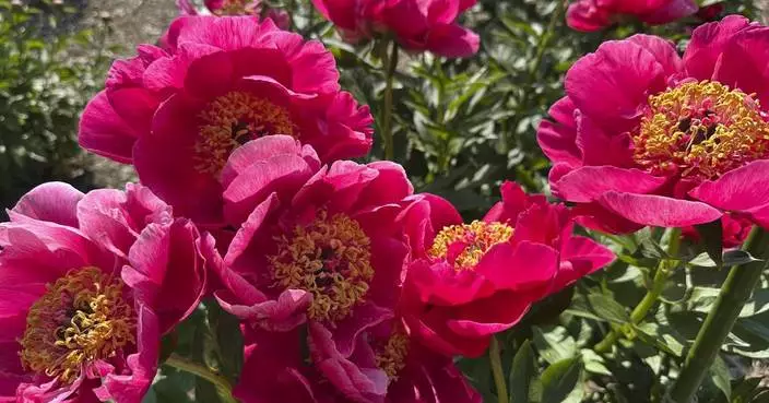 Bustling crowds and bus rides are part of the annual peony pilgrimage to Michigan