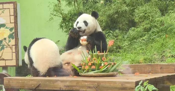 1st birthday party held for beloved giant panda Mei Zhu