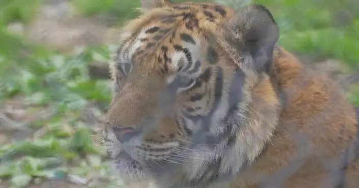 Tourists enjoy observing endangered South China Tigers in Fujian&#8217;s lab museum
