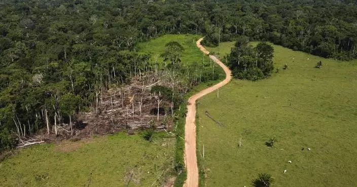 Removal of hundreds of illegal cattle in the Amazon sparks protests and divides residents