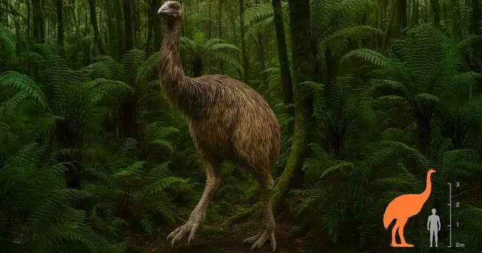 The Ngāi Tahu Research Centre Has Entered Into a Strategic Partnership With De-Extinction Company, Colossal Biosciences, and Sir Peter Jackson, to Resurrect the South Island Giant Moa and Other Taonga Species