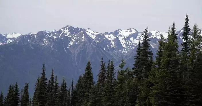 Mountain lion bites 4-year-old on popular Olympic National Park trail, injuring child