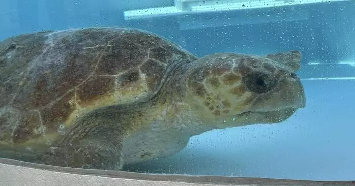 Massive sea turtle returns to the ocean off Florida after treatment for a boat strike