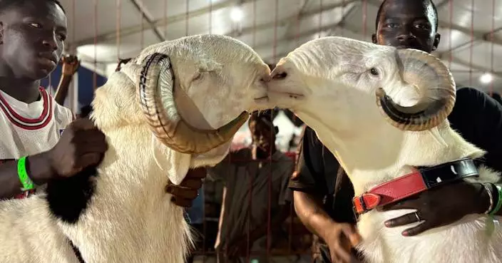 In Senegal, luxury sheep shine at a beauty contest and fetch a high price