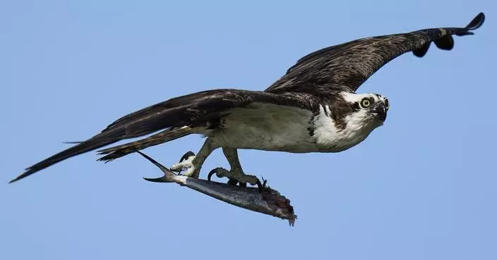 Osprey came back from the brink once. Now chicks are dying in nests, and some blame overfishing
