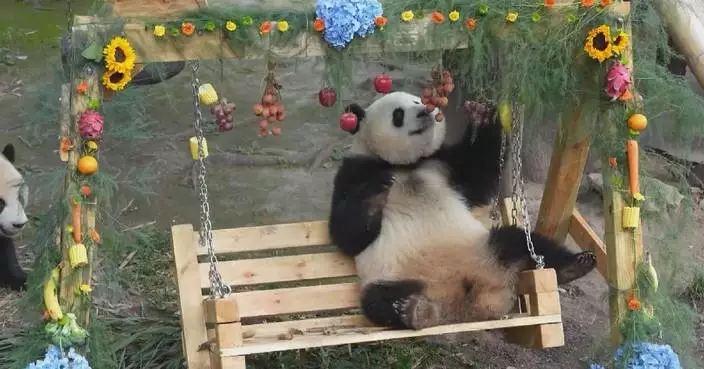 Giant panda Mang Cancan celebrates 2nd birthday in Chongqing