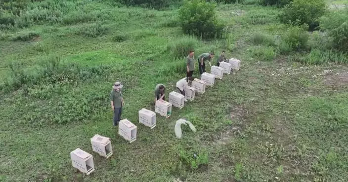 Northwest China releases 12 rare crested ibises back into wild