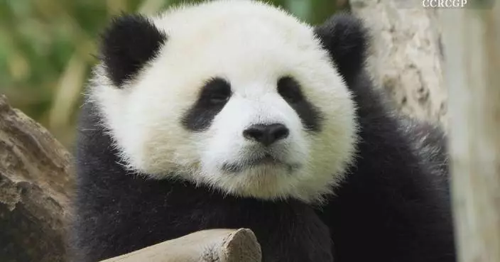 HD camera captures serene, playful moments of two panda cubs