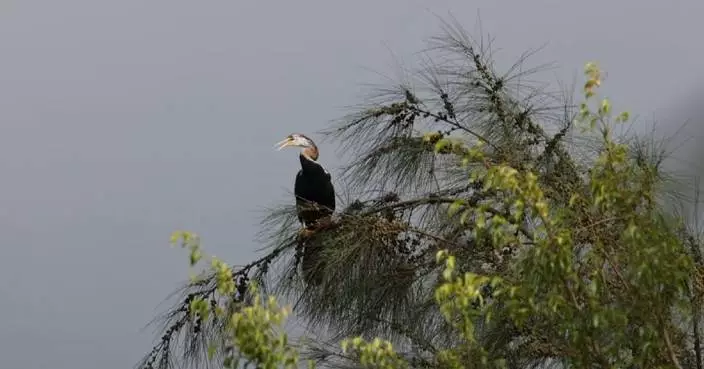 Rare snakebird sighted in Hainan for first time
