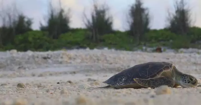 South China Sea island welcomes back nesting sea turtle after decade-long disappearance