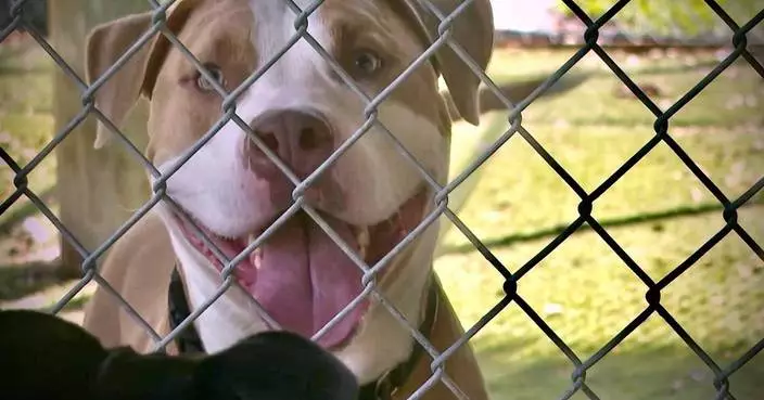 Keeping animals of all sizes, from cats to horses, cool during record heat