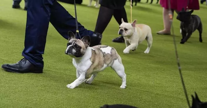 PETA sues American Kennel Club over standards for French bulldogs, other breeds