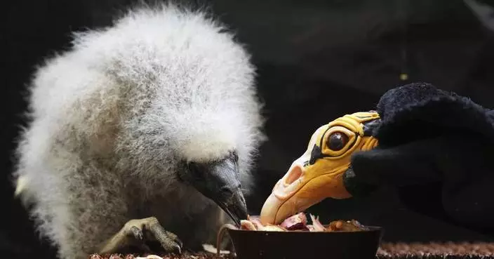 Zookeepers in Prague turn into puppeteers to save baby vultures