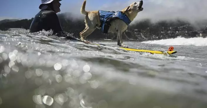 Who’s the top dog? Wave-riding canines compete in the World Dog Surfing Championships