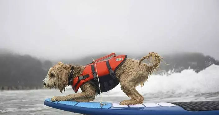 Photos of surfing dogs hanging ten in annual competition