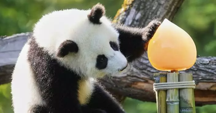 Photos show twin giant panda cubs celebrating their first birthday in Berlin zoo