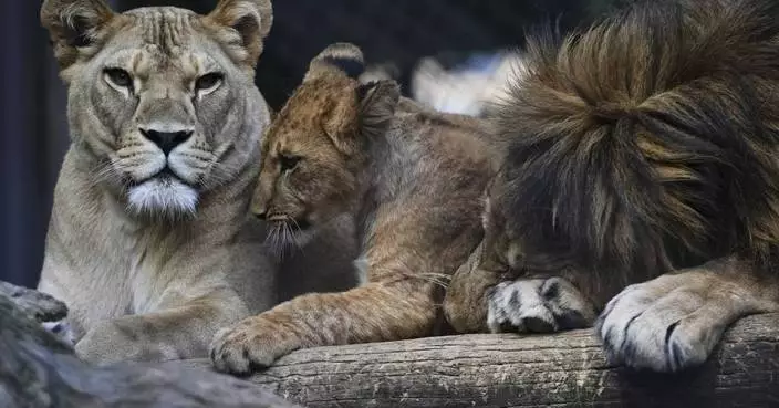 Czech zoo welcomes 4 rare Barbary lion cubs whose population is extinct in the wild