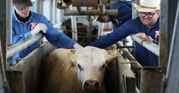 The US plans to build a $750M fly factory in Texas to stop a flesh-eating cattle parasite