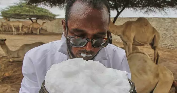 Somalia’s camel milk revolution is improving nutrition and creating jobs