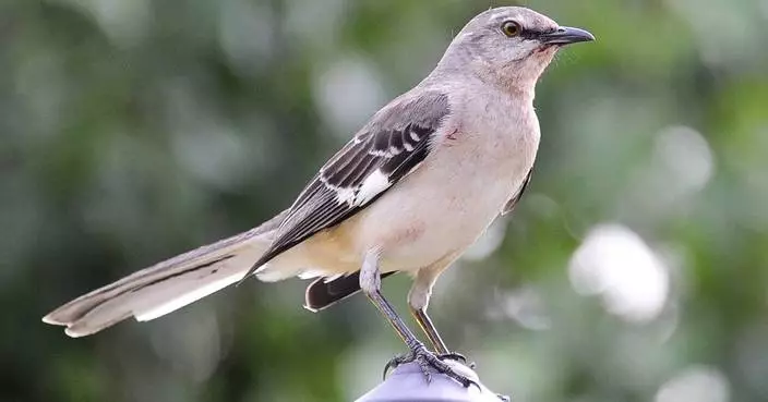 One Tech Tip: Ditch the chatbots and take your AI nature apps on a birdwatching hike