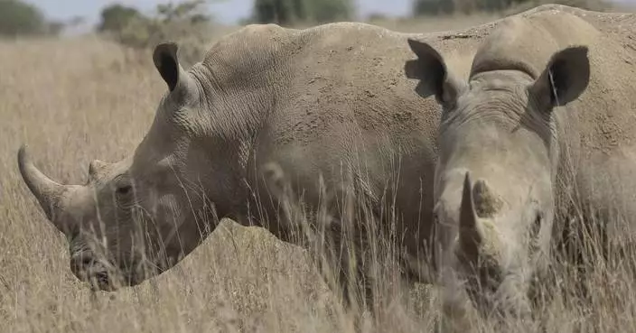 The world’s black rhino numbers have increased but there’s bad news for others