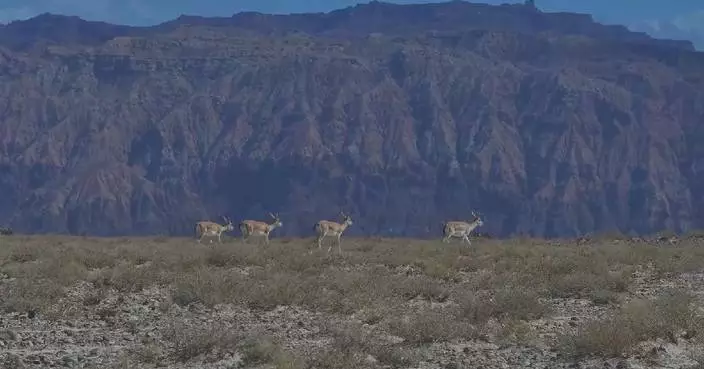 Endangered gazelles spotted in Gobi Desert as Xinjiang's ecosystem improves