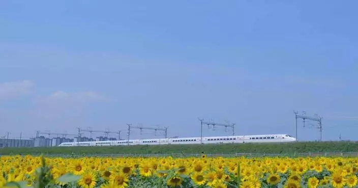 Golden sunflower fields in Shanxi create breathtaking landscape