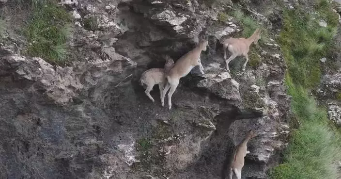 Rare Ibex goats caught on camera scaling treacherous rocks in China&#8217;s Xinjiang
