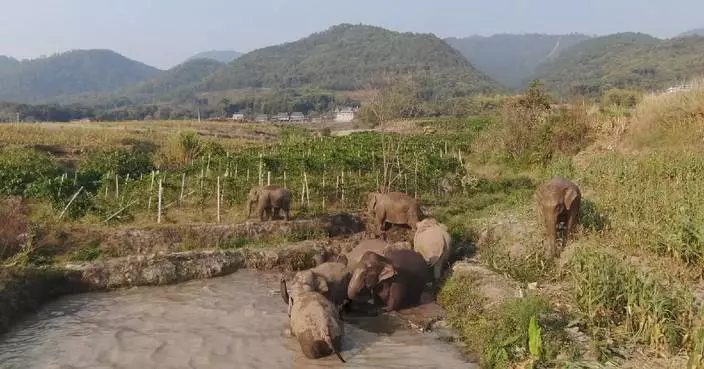Wild Asian elephant population in Yunnan tops 300