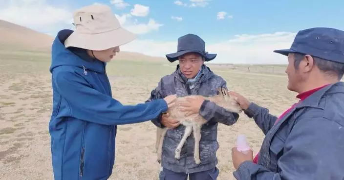 Wildlife ranger makes wilderness his home to protect rare species in Xizang