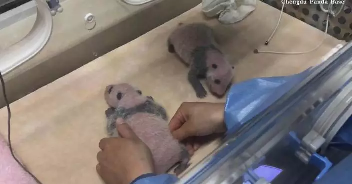 Chengdu panda base releases nursing footage of twin cubs