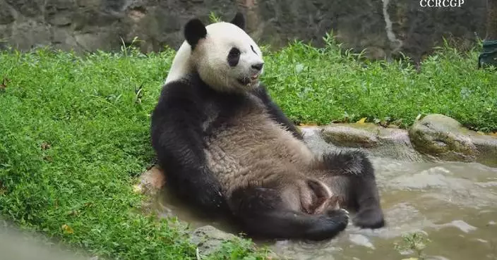 Panda Nongnong&#8217;s chill feet spa