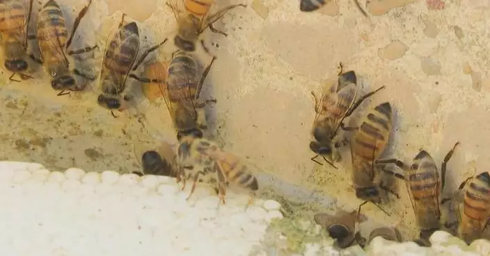 Heatwave brings great impact on Jordan’s agricultural production, particularly beekeeping