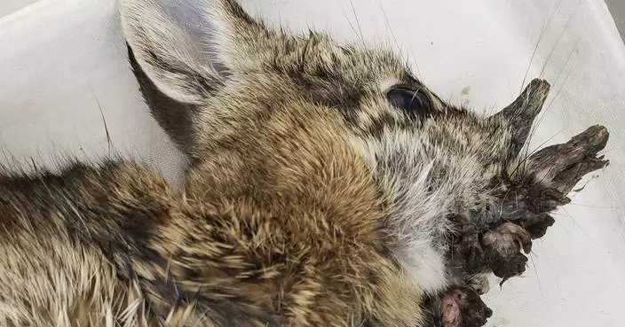 Rabbits with &#8216;horns&#8217; in Colorado are being called &#8216;Frankenstein bunnies.&#8217; Here&#8217;s why
