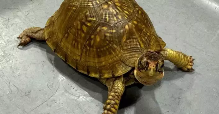 Hong Kong Customs Seizes 419 Tortoises, 1,574 Corals in Major Endangered Species Smuggling Operation