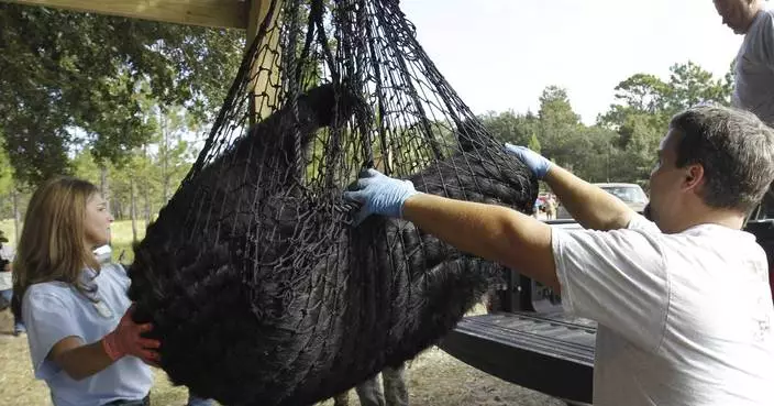 Florida&#8217;s first black bear hunt in a decade approved despite strong opposition