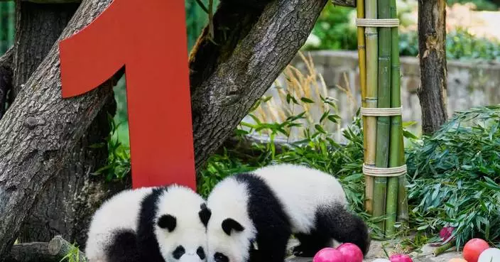 Berlin’s newest panda twins, Leni and Lotti, celebrate their 1st birthday
