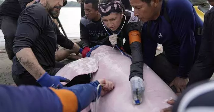 Endangered pink river dolphins face a rising mercury threat in the Amazon