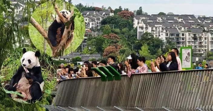 HK Media’s Sichuan-Chongqing Tour: “Panda Fever” Sweeps Globally! Chengdu Base Sees Over 50% Surge in Overseas Visitors, Praised as “Incredibly Exciting”