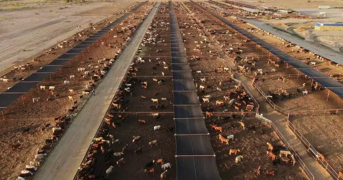 Mexico boosts controls on cattle after new screwworm case found near US border in Nuevo Leon