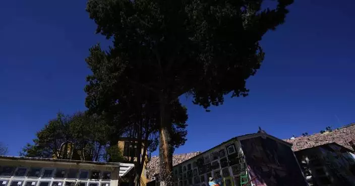 Devotees say Bolivia’s lightning-struck ‘miracle tree’ conjures luck