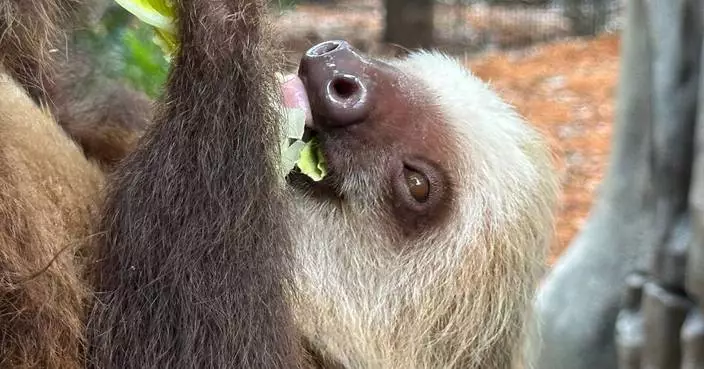 Golden lion tamarins and sloths become unlikely roommates at Palm Beach Zoo