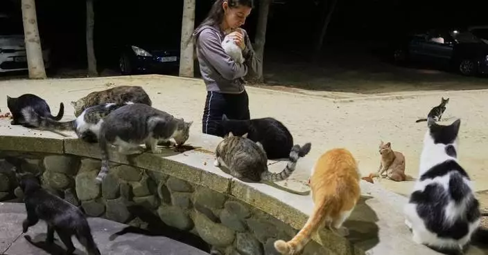 An estimated 1 million cats prowl the streets of Cyprus as officials scramble to check their numbers