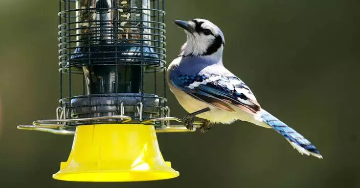 As the garden winds down, it’s time to care for winter-prepping birds