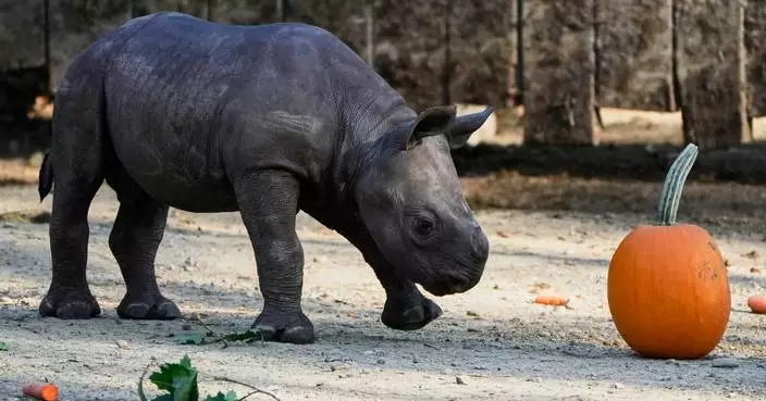 Critically endangered baby black rhino makes its debut at Cleveland zoo